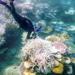 Eine Taucherin dokumentiert Fälle von Korallenbleiche im Great Barrier Reef vor der Ostküste Australiens.