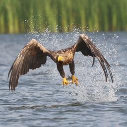Ein Seeadler erbeutet einen Fisch im Flug.