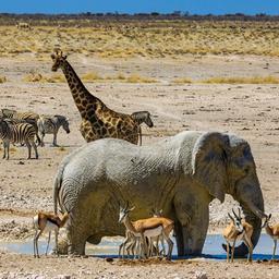 Ein Elefant, eine Giraffe, Zebras und Springböcke an einem Wasserloch in Namibia.