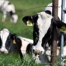 Kühe grasen auf einer Farm in Kalifornien