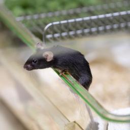 Eine Maus klettert auf den Rand eines Käfigs.