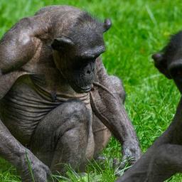 Das ranghöchste Schimpansen-Weibchen (l) und ein weiterer Schimpanse sitzen im Gras des Freigeheges und fressen.