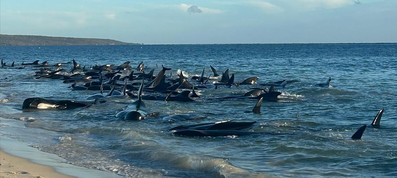 Gestrandete Grindwale in Australien