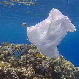 Eine weggeworfene Plastiktüte schwimmt in einem tropischen Korallenriff.