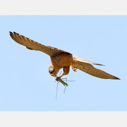 Ein Raubvogel fliegt mit einem großen Insekt in der Klaue vor blauem Himmel.