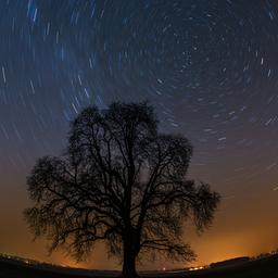 Durch eine Langzeitbelichtung wird am Sternenhimmel über einem Feld mit einem einzelnen Baum die Erdrotation um den Polarstern sichtbar.