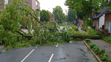 umgestürzter Baum