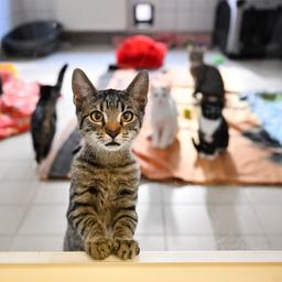 ARCHIV (22.09.22): Symbolbild - Junge Katzen im Tierheim
