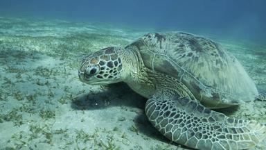 Eine grüne Meeresschildkröte liegt auf dem Meeresboden im Mittelmeer