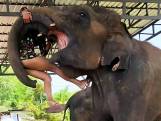 Olifant tilt Chalida op en kwakt haar op de grond