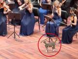 Kat die podium oploopt bij concert in Istanboel gaat viraal