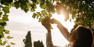 A woman in a white shirt with shoulder-length uses scissors to cut a bunch of grapes from a hanging vine that glows in sun.