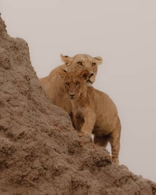 A lioness rests her chin on the neck of her cub as they stand, vigilant, on the side of a termite hill, seen from below.
