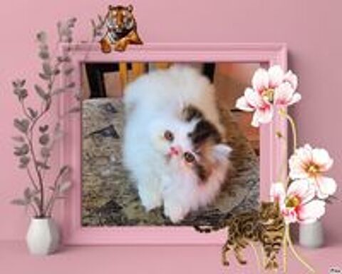   5 Magnifiques chatons persans et exotics LOOF 