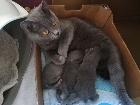 ADORABLES CHATONS CHARTREUX 30000 Nmes