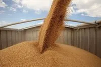 Луганщина на порозі голоду: продовжується вивіз сотень тисяч тонн зерна до регіонів рф