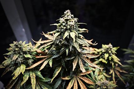 fdp-drogenpolitik-cannabis-legalisierung-bild