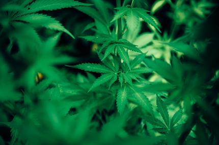 cannabis-legalisierung-illegal-gutachten-bild