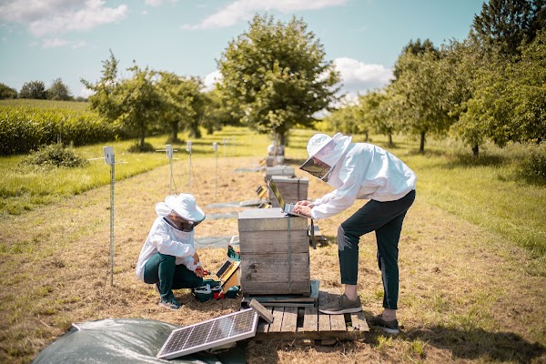 Katharina und Frederic, die an einem Bienen-Überwachungssystem arbeiten