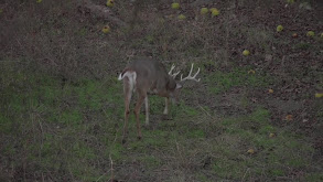 Tempted by Kansas Whitetails thumbnail