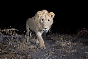 Identifizieren von Wildtieren mit Kamerafallen und KI