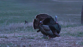 Best Turkey Hunt Ever thumbnail