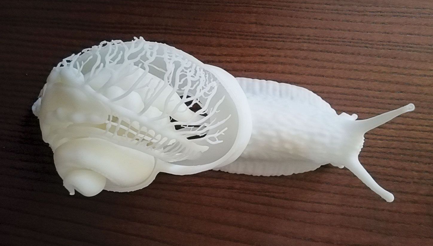 3D printed snail anatomy