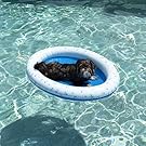 Poolcandy Inflatable Pet Float for Small to Medium Dogs up to 35 lbs.