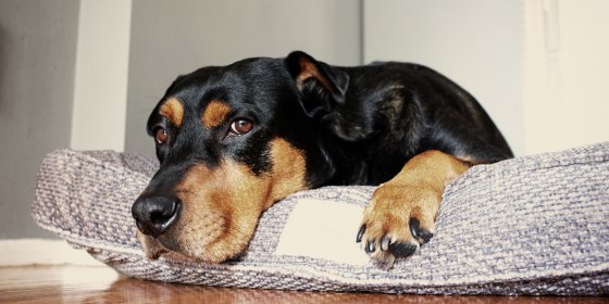 Dog in doggy bed