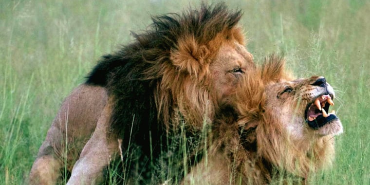 Two lions