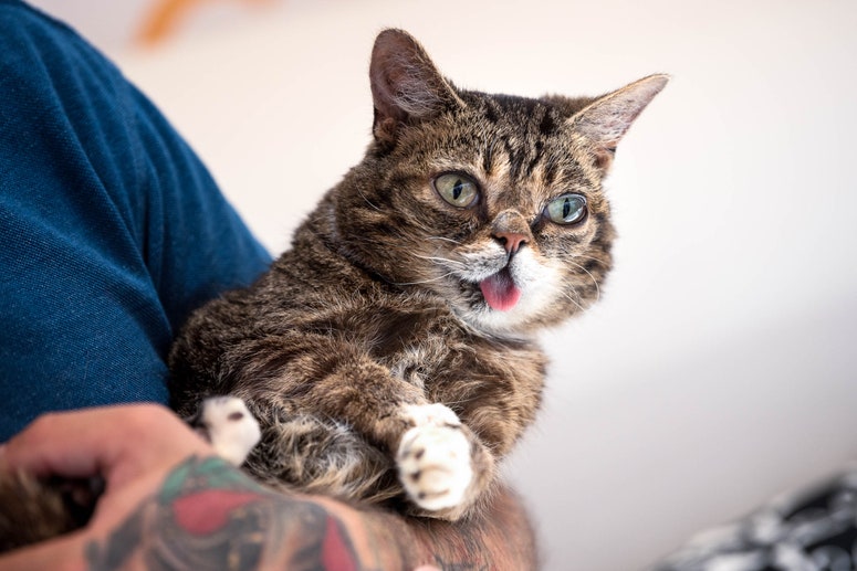 Lil Bub and the Death of Cuteness