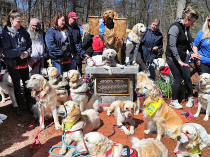 Boston Marathon dog