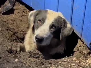Amerikaanse nieuwsploeg redt bekneld geraakte hond na tornado