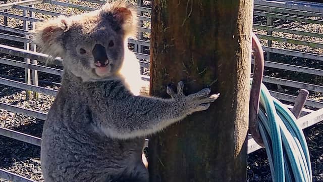 Koala Claude eet plantjes bij kwekerij en legt probleem bloot