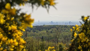 Wirtschaftsprüfer wollen ESG-Haftung entschärfen