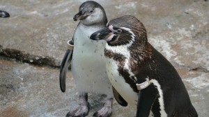 Nachwuchs bei den Humboldt-Pinguinen