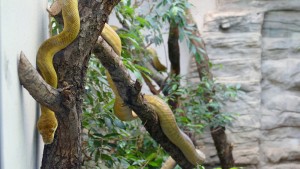 Seltene und wenig erforschte Pythons in Frankfurt zu sehen