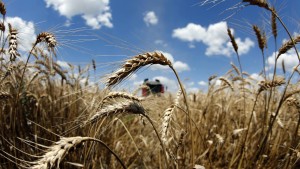 Ohne ukrainischen Weizen droht Hunger