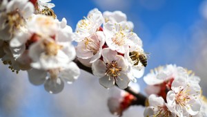 „Lassen Sie uns über Bienen reden“