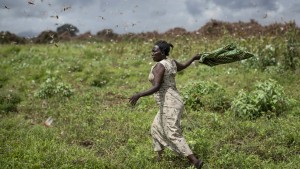 Welthungerhilfe warnt vor Folgen der Heuschreckenplage in Afrika