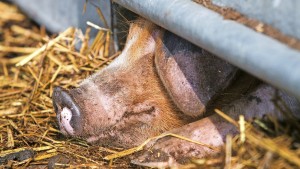 Was Hafermilch und Schweinestall verbindet