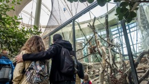 Ein Regenwald für den Zoo