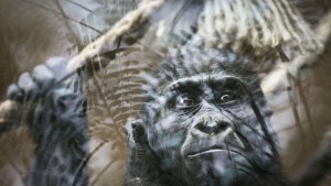 Warum Gorillas keine Frankfurter sein können