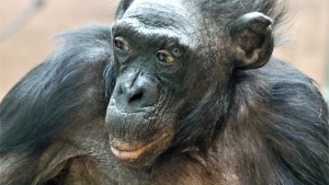 Bonobo-Weibchen Margrit im Alter von mehr als 70 Jahren gestorben