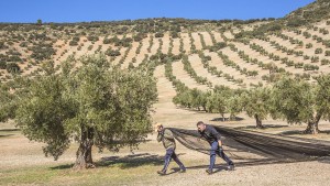 Warum aus spanischen Oliven oft italienisches Olivenöl wird