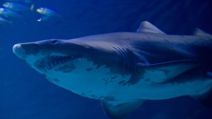 Brasilien gegen illegalen Haifischflossen-Handel