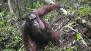 Orang-Utan Ben schreibt Geschichte: 500. Auswilderung auf Borneo