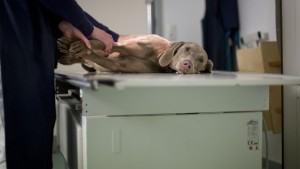 Tierärztemangel sorgt für Probleme in der Notdienst-Versorgung