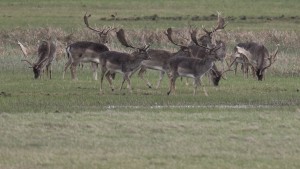 Damwild aus Gehege in Mainhausen ausgebüxt