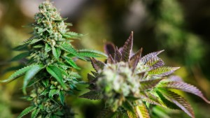 Nach der Cannabis-Legalisierung: „Kiffen macht dumm“